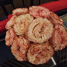 Burnished Ruffle Roses
