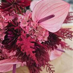 Crimson Anthurium Fusion