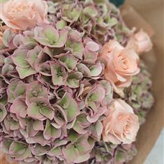 Dusky Hydrangea